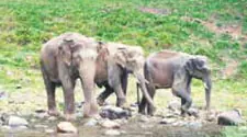A group of elephants beside a stream in a forest