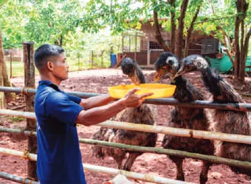 A man feeding animals at a petting zoo