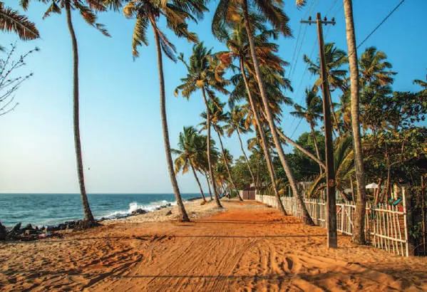 Coconut palms leaning over a beach
