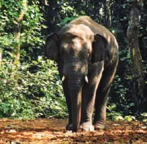 An elephant in a forest