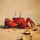 A red crab on sand